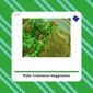 Pate Cremoso - Veggisimo - tienda vegana online Pate Cremoso - Veggisimo - tienda vegana online