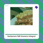 Garbanzos 500 g. - El Granero Integral - tienda vegana online Garbanzos 500 g. - El Granero Integral - tienda vegana online