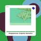 Magdalenas de Espelta - Natudul - tienda vegana online